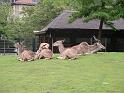 Berlijn 2009 ZOO158